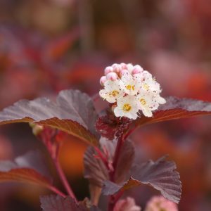 Physocarpus opulifolius 'SMNPOBLR' Ginger Wine® PP28695