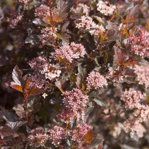 Physocarpus opulifolius 'Donna May' Little Devil™ PP22634