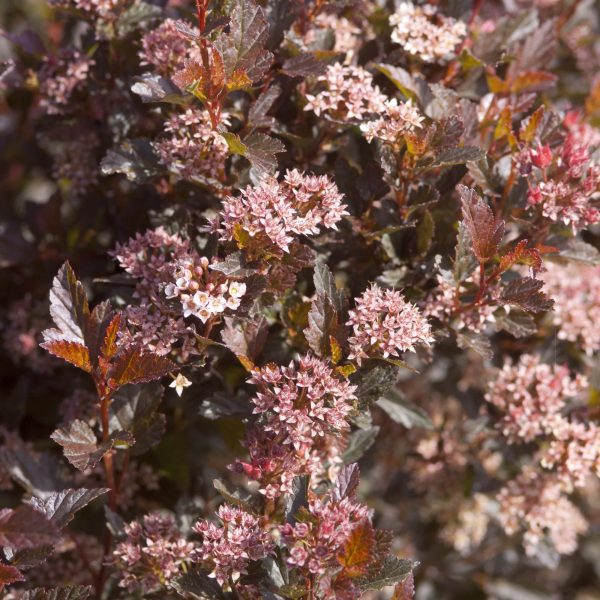 Physocarpus opulifolius 'Donna May' Little Devil™ PP22634