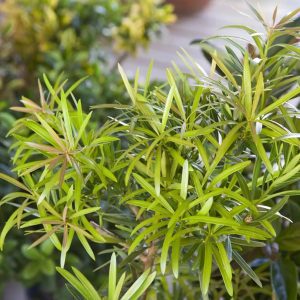 Podocarpus macrophyllus 'Sosa' Mood Ring® PP28583