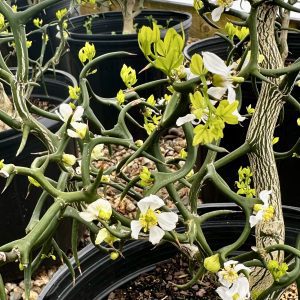 Poncirus trifoliata 'Flying Dragon'