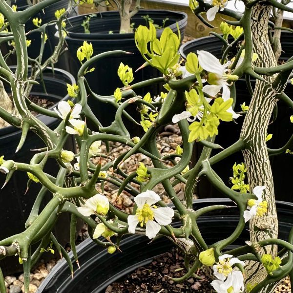 Poncirus trifoliata 'Flying Dragon'