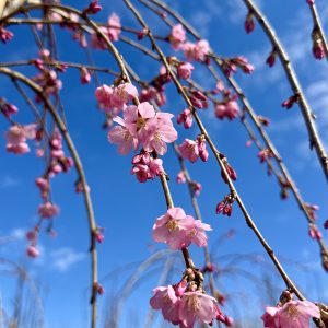 Prunus x 'NCPH1' Pink Cascade™ PPAF