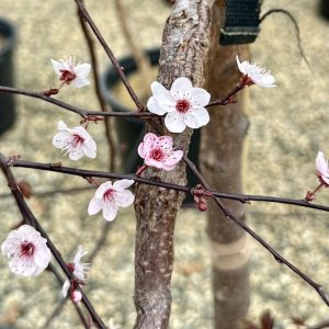 Prunus cerasifera 'NCPR-7' Purple Plunge® PP32190