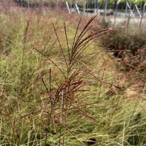 Miscanthus sinensis 'Morning Light'
