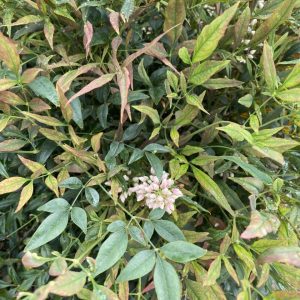 Nandina domestica 'NanSid6' Bonfire™ PP29798