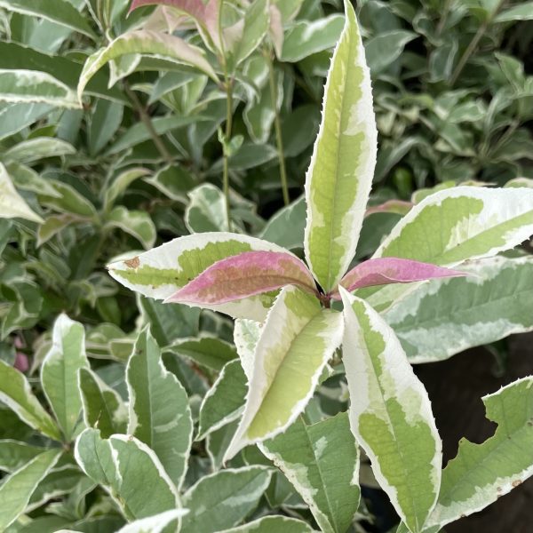 Osmanthus fragrans 'Yinbi Shuanghui'