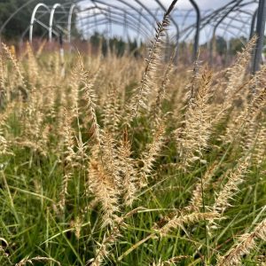 Pennisetum orientale 'Karley Rose' PP12909