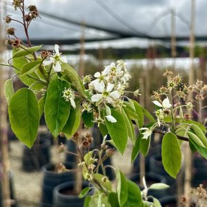Amelanchier x grandiflora 'Princess Diana'