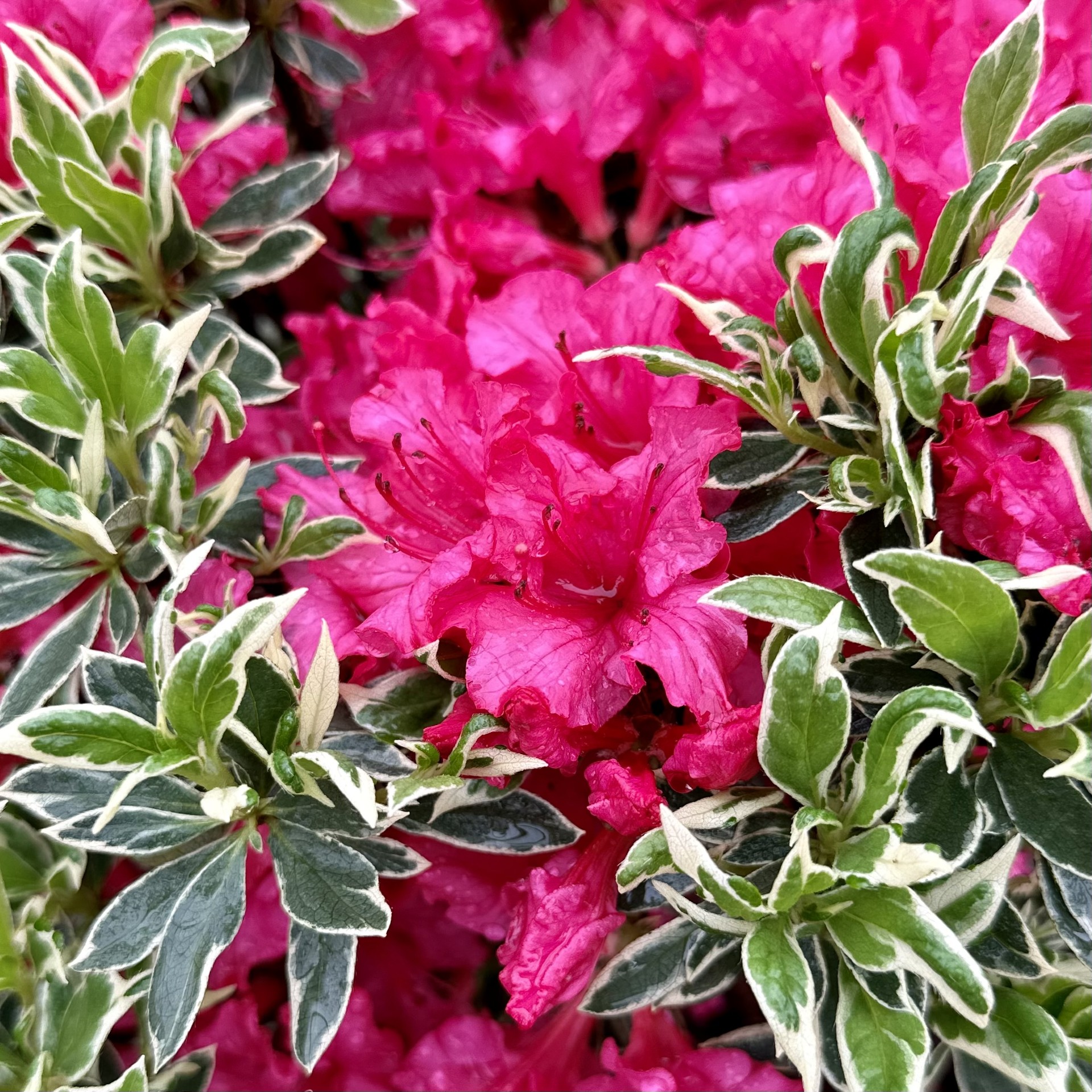 Azalea hybrida 'Arctic Rose'