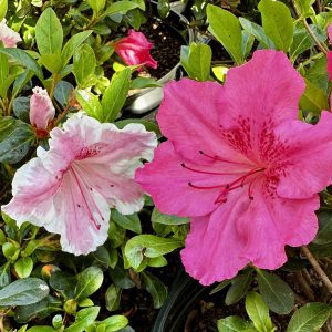 Azalea hybrida 'Conversation Piece'