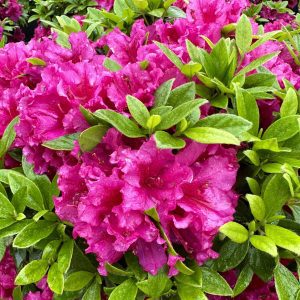 Azalea hybrida 'Girard's Fuchsia'
