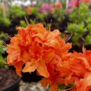 Azalea x 'Mandarin Lights'