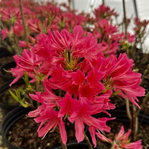 Azalea x 'Rosy Lights'