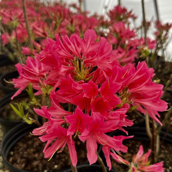 Azalea x 'Rosy Lights'