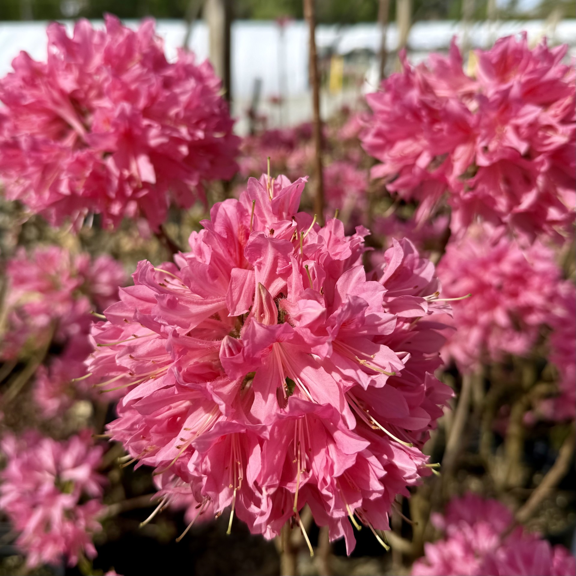 Azalea x 'Rosy Lights' - Image 2