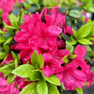 Azalea hybrida 'Sunglow'