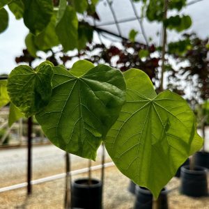 Cercis canadensis 'Alba'