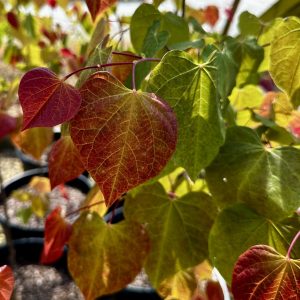 Cercis canadensis 'JN100' Hearts A'fire™ PPAF