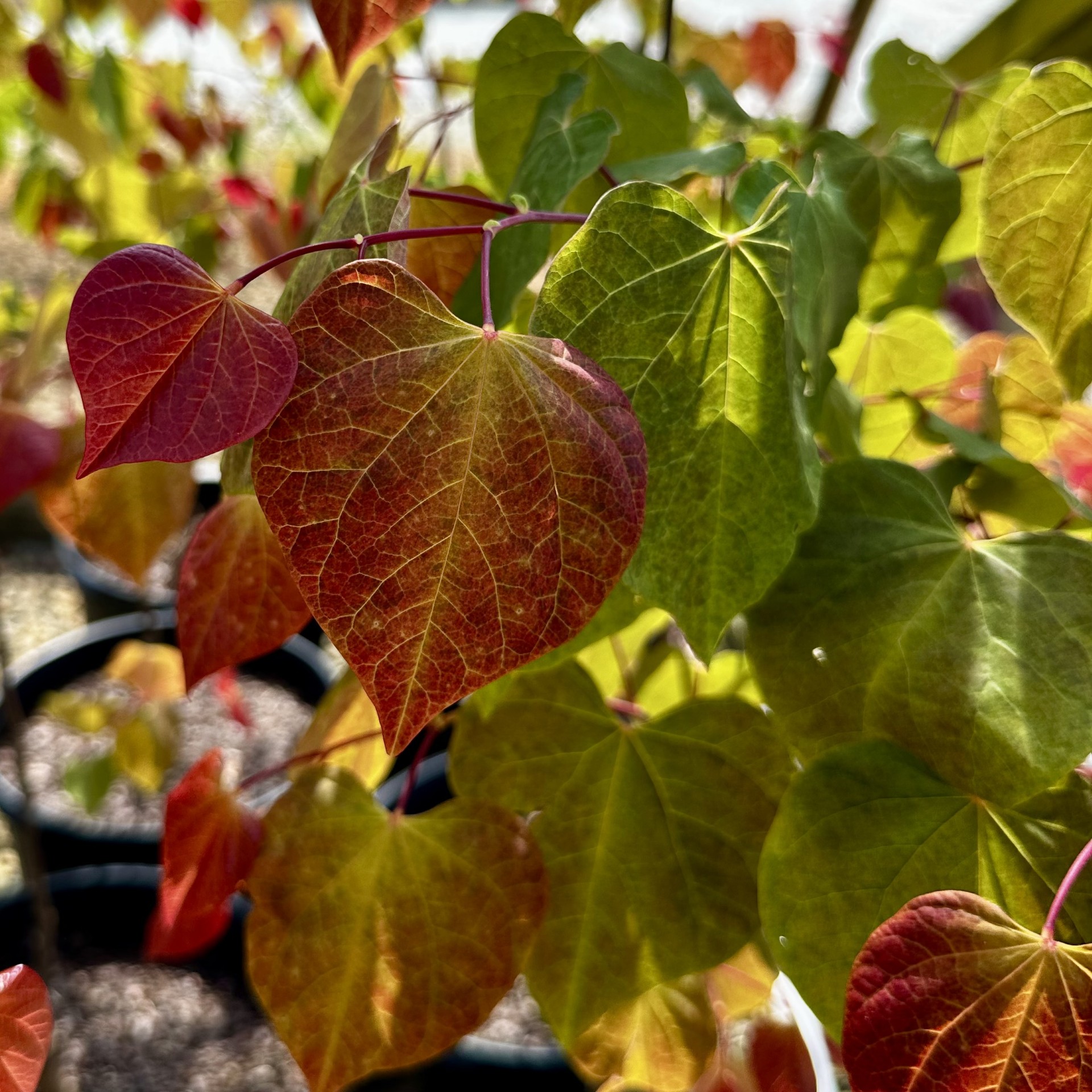 Cercis canadensis 'JN100' Hearts A'fire™ PPAF