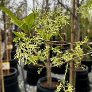 Chionanthus virginicus 'Spring Fleecing'