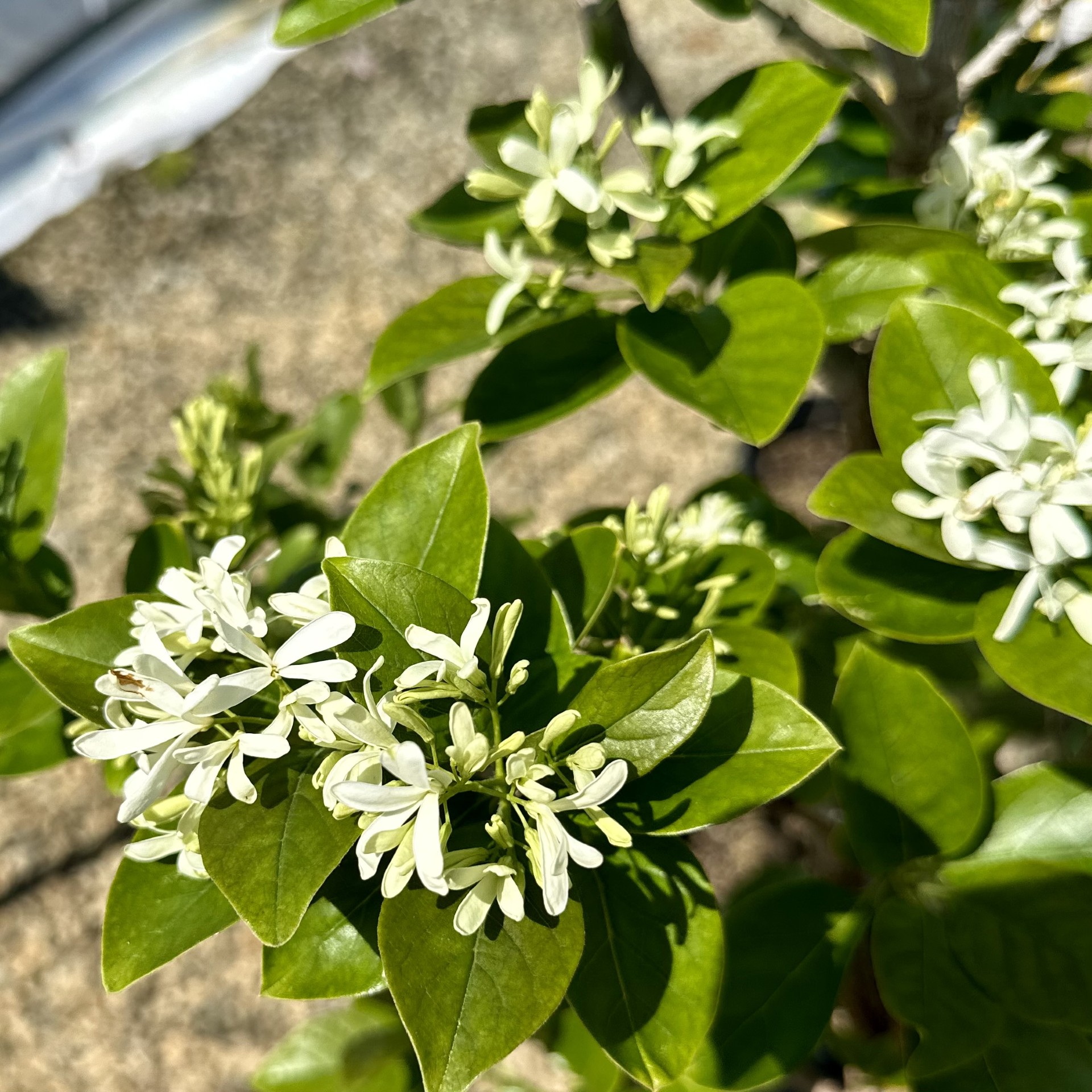 Chionanthus retusus 'Tokyo Tower'