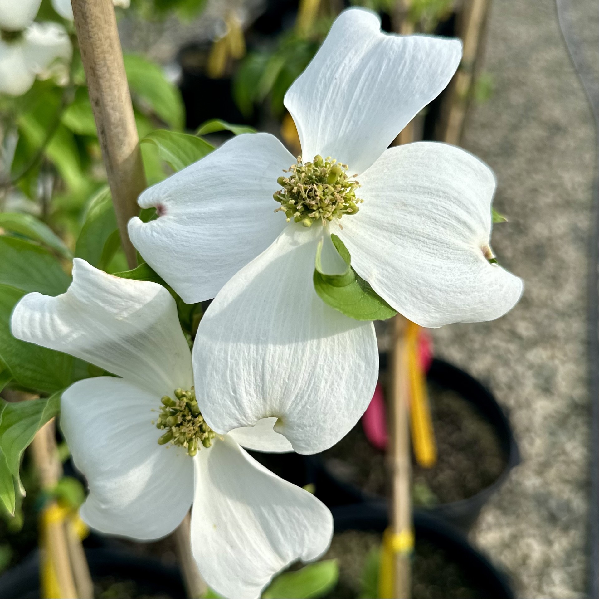 Cornus florida 'Appalachian Spring'