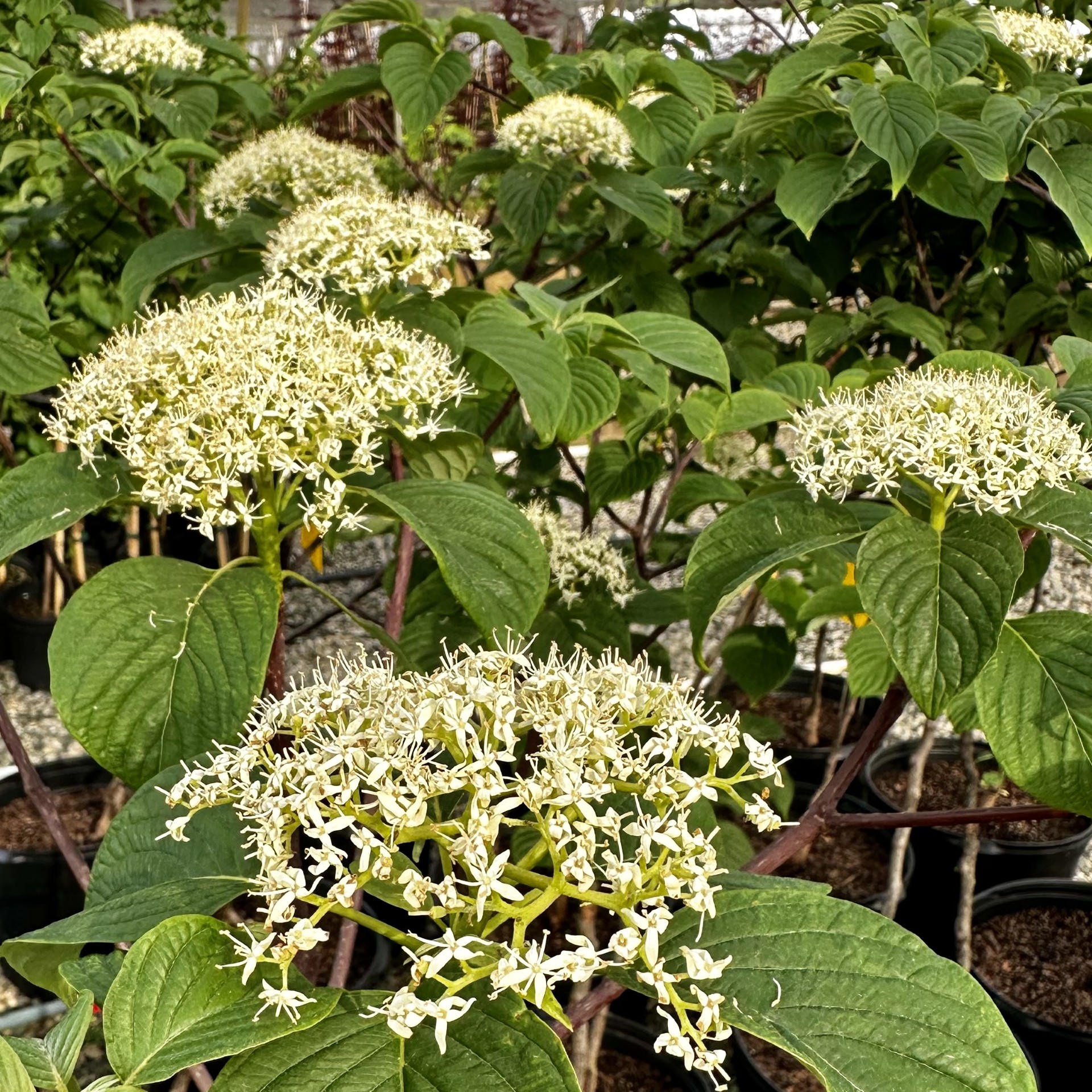 Cornus alternifolia 'Bichozam' Big Chocolate Chip™
