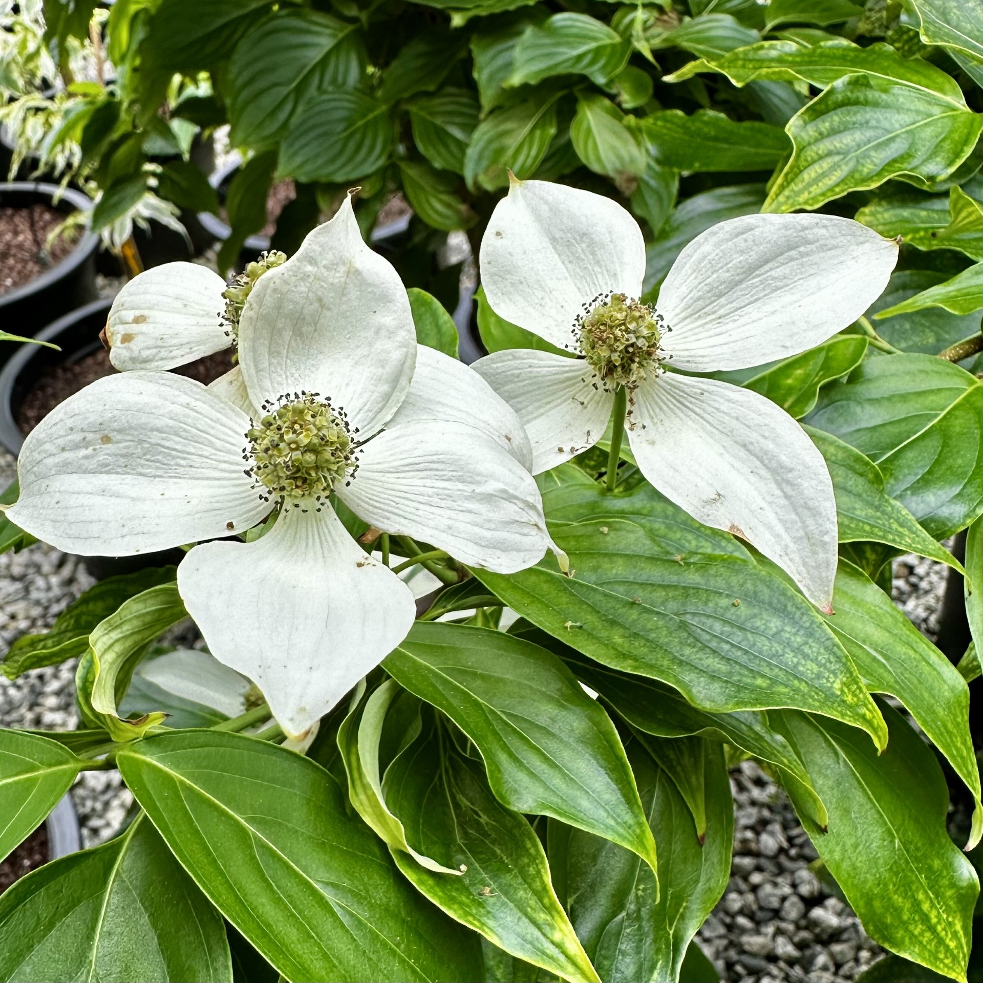 Cornus kousa 'Chinensis'