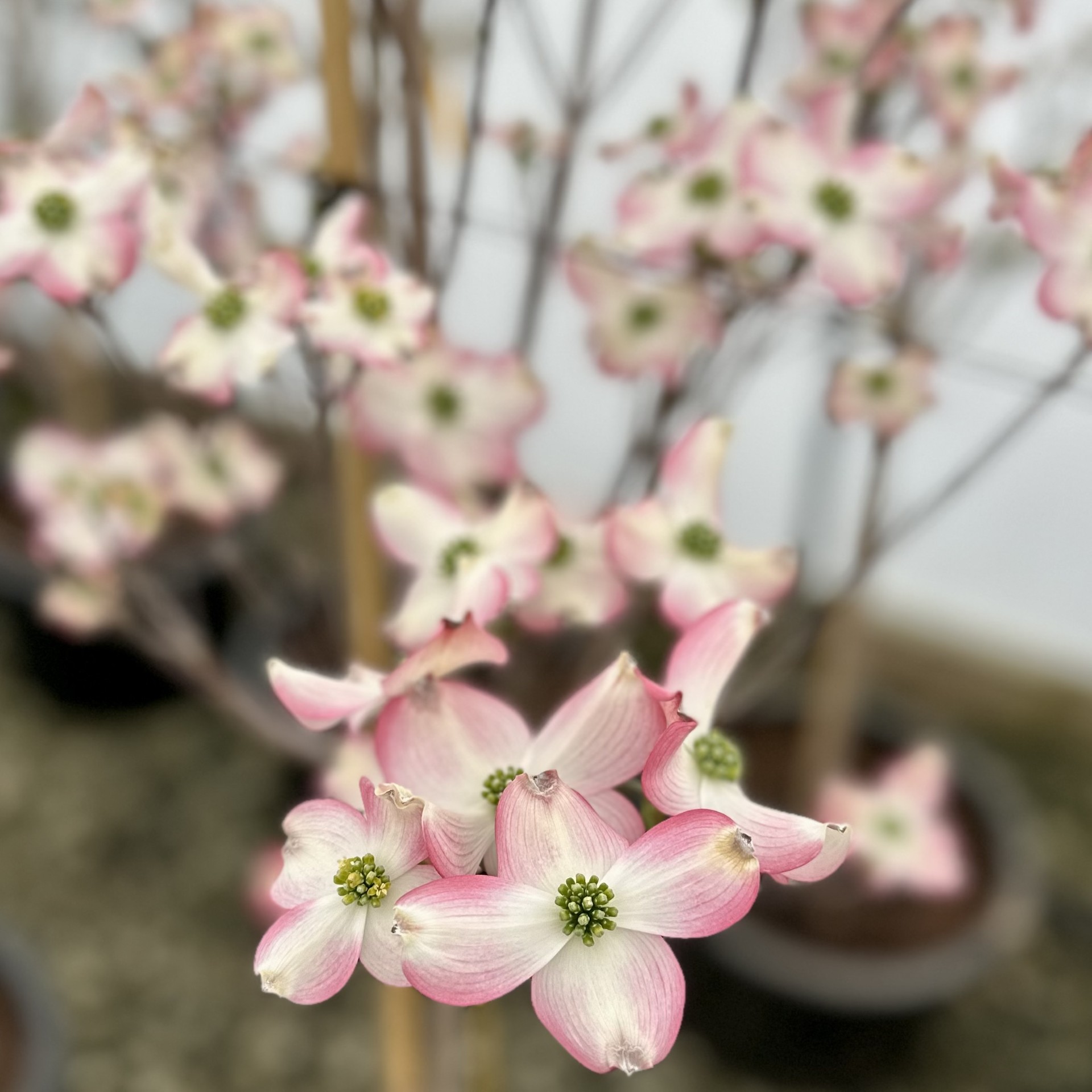 Cornus florida 'Prairie Pink'