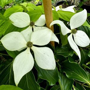 Cornus kousa 'Snow Tower'