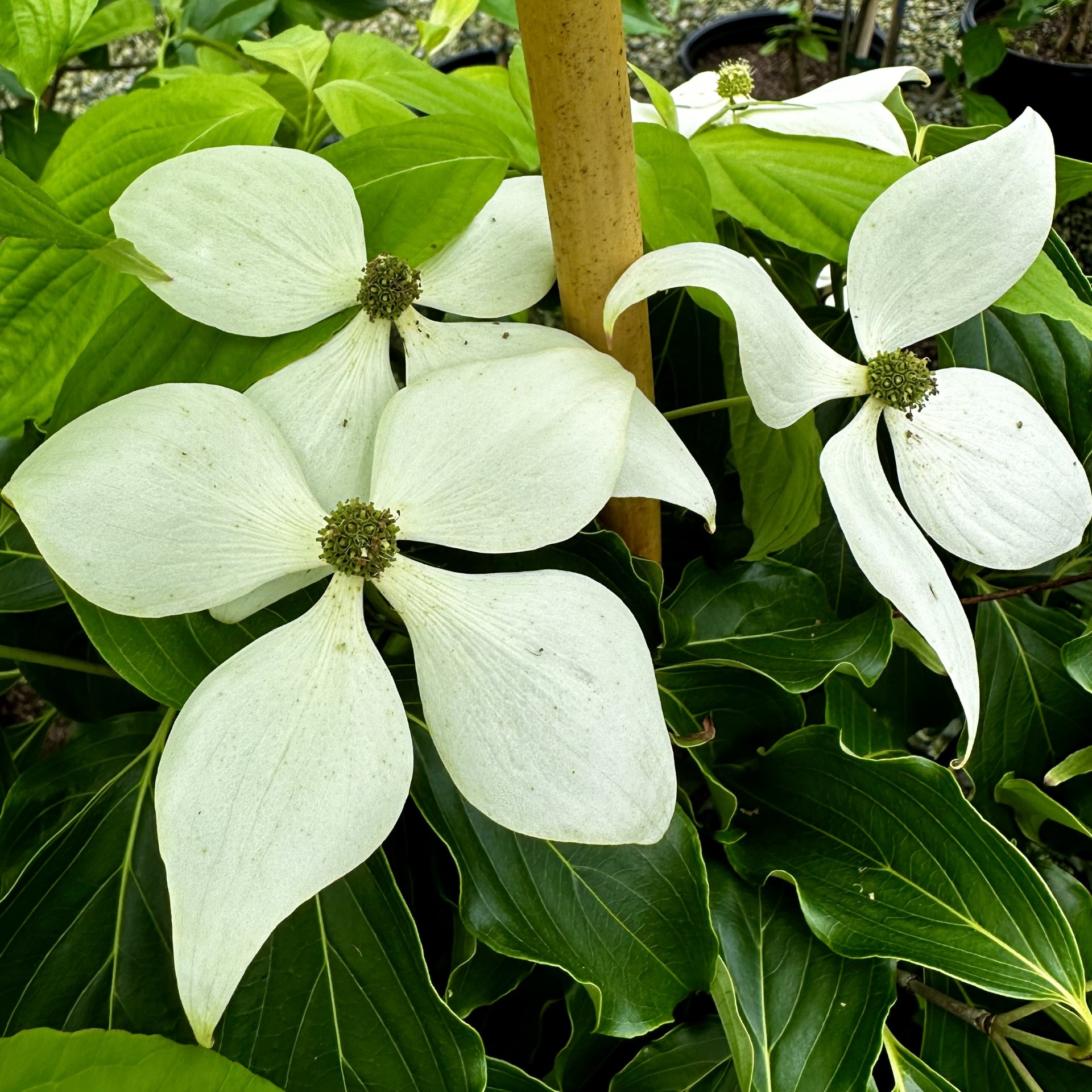 Cornus kousa 'Snow Tower'