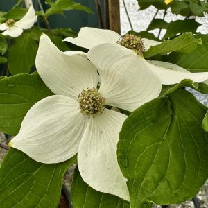 Cornus kousa x nuttallii 'KN4-43' Starlight® PP16293