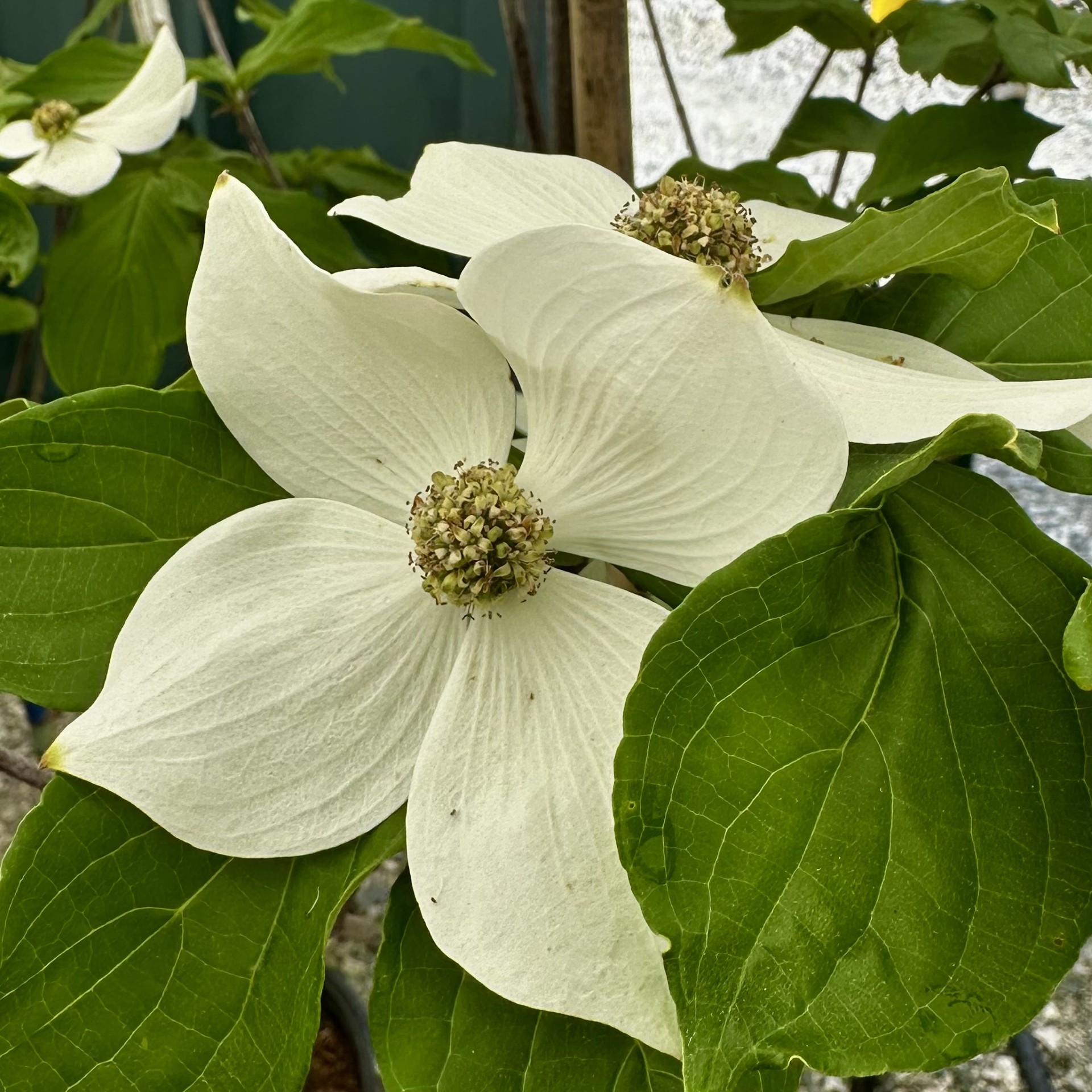 Cornus kousa x nuttallii 'KN4-43' Starlight® PP16293