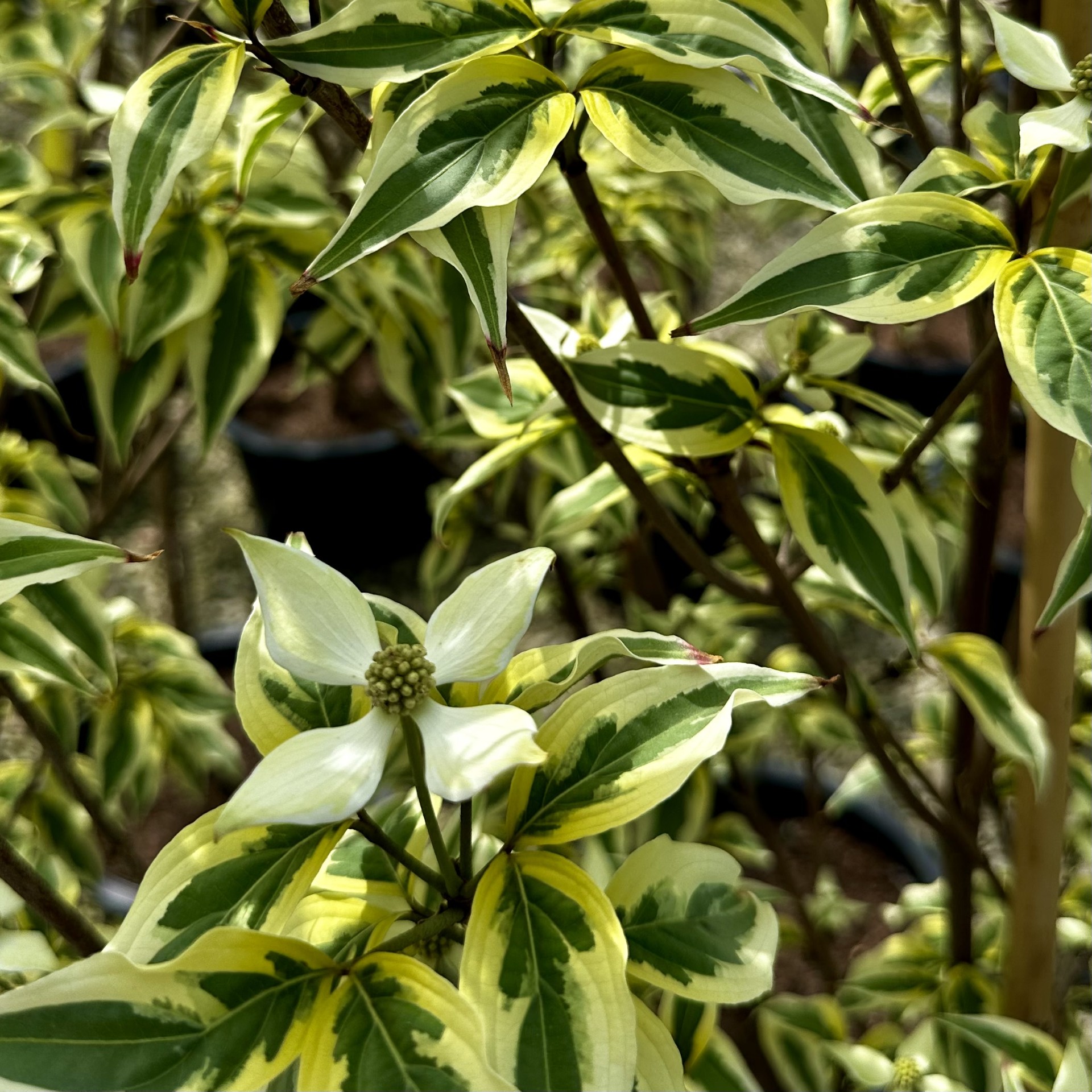 Cornus kousa 'Summer Fun'