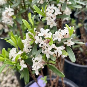 Daphne x transatlantica 'Eternal Fragrance' PP18361