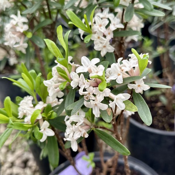 Daphne x transatlantica 'Eternal Fragrance' PP18361