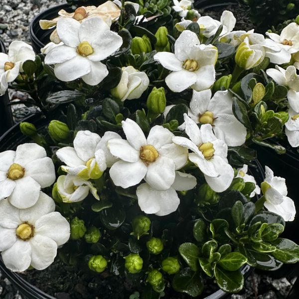 Gardenia jasminoides 'WAH-SG' Snow Globe™ PP31088