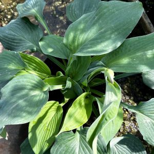 Hosta 'Blue Angel'