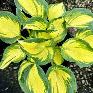 Hosta 'Great Expectations'
