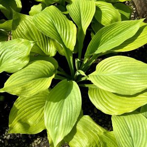 Hosta 'Sum & Substance'