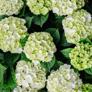 Hydrangea macrophylla 'Hokomagrito' Grin and Tonic™ PPAF