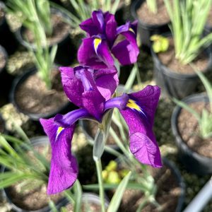 Iris ensata 'Variegata'
