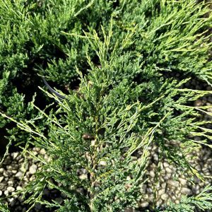 Juniperus horizontalis 'Bar Harbor'
