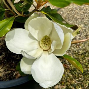 Magnolia grandiflora 'Bracken's Brown Beauty'