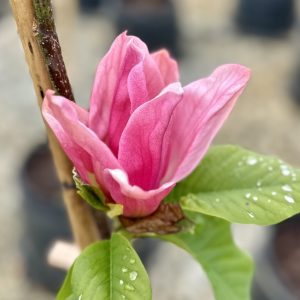 Magnolia x 'Daybreak'