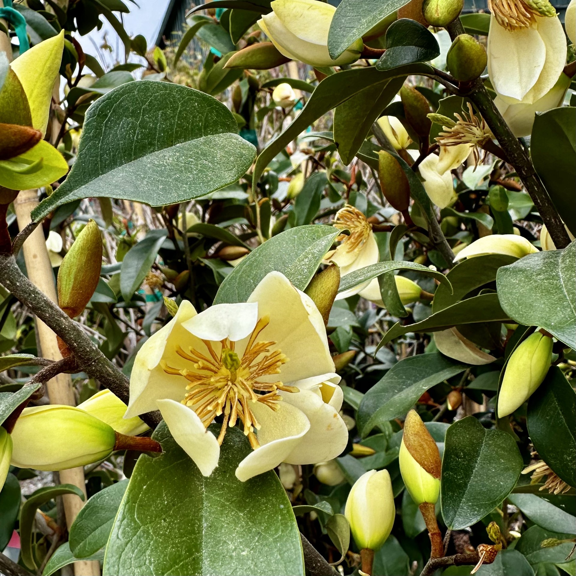 Magnolia figo 'Serendipity'