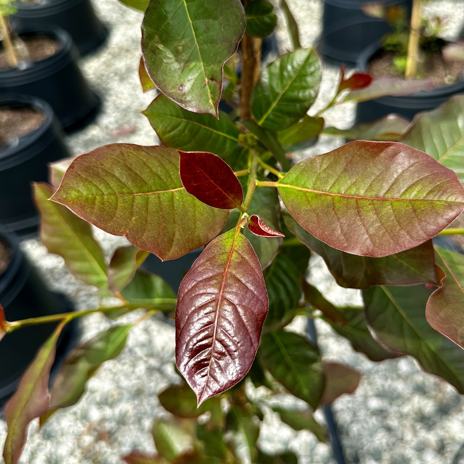 Nyssa sylvatica 'BBN-01' Nitro™ PPAF