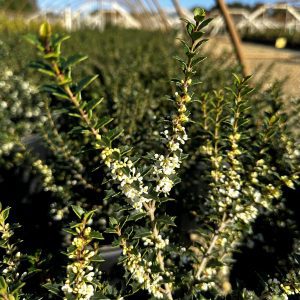 Osmanthus heterophyllus 'Kaori Hime' Fragrant Princess