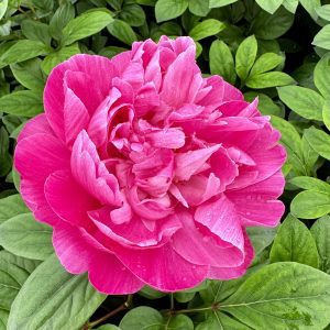 Paeonia lactiflora 'Sarah Bernhardt Red'